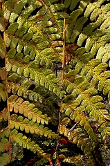Ferns 1